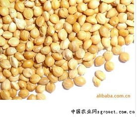 陽原縣金弟農(nóng)副產(chǎn)品有限責(zé)任公司